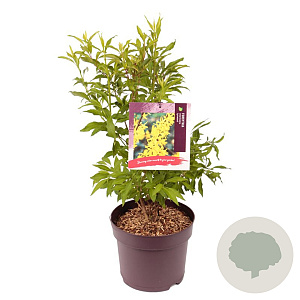 Forsythia int. 'Lynwood' 80-100 cm 7,5L