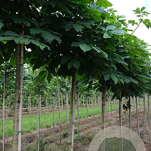 Aesculus turbinata 12-14 HO draadkluit