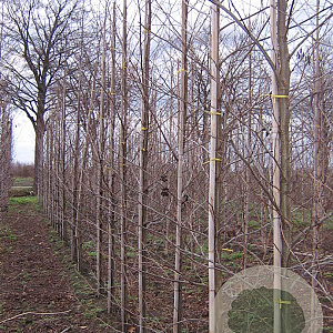 Alnus glutinosa 8-10 HO draadkluit