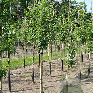 Crataegus mordenensis 'Toba' 6-8 HO draadkluit