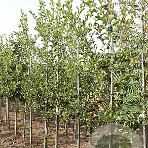 Crataegus persimilis 'Splendens' 6-8 HO draadkluit