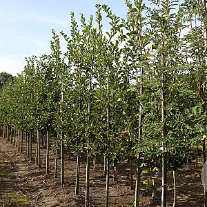 Crataegus persimilis 'Splendens' 8-10 HO draadkluit