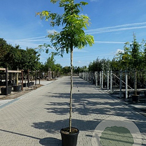 Gleditsia triacanthos 'Sunburst Locust' 10-12 HO container