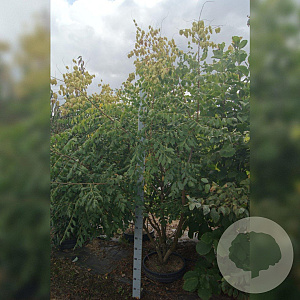 Koelreuteria paniculata 200-250 cm cont. 55L meerstammig