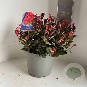 Photinia fraseri 'Little Red Robin' 30-35 cm 5,0L