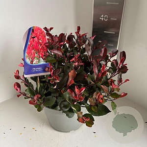Photinia fraseri 'Little Red Robin' 30-35 cm 5,0L