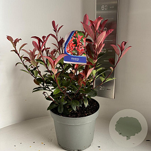 Photinia fraseri Carré Rouge 40-45 cm 5,0L
