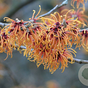 Hamamelis int. 'Jelena' 40-60 cm 10L