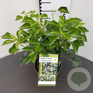 Hedera hel. 'Arborescens' 25-30 cm 2,5L