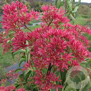 Heptacodium micon. Temple of Bloom 150-175 cm draadkluit struik