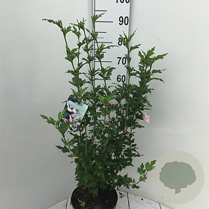 Hibiscus syr. 'Hamabo' 60-80 cm 7,5L