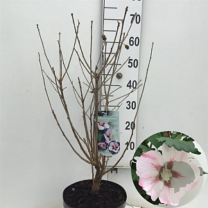 Hibiscus syr. 'Hamabo' 60-80 cm 7,5L