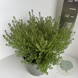 Westringia fruticosa 30-35 cm 5,0L