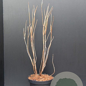 Hydrangea a. 'Annabelle' 50-60 cm 7,5L