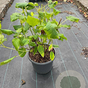 Hydrangea a. 'Annabelle' 50-60 cm 7,5L