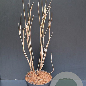 Hydrangea a. 'Annabelle' 50-60 cm 7,5L