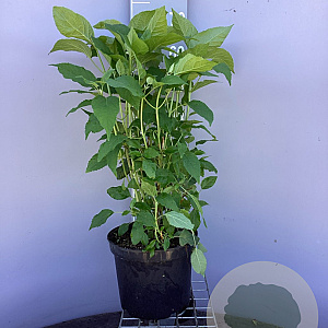 Hydrangea a. 'Annabelle' 50-60 cm 7,5L