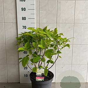 Hydrangea a. 'Annabelle' 50-60 cm 7,5L