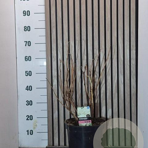 Hydrangea a. 'Annabelle' 50-60 cm 7,5L