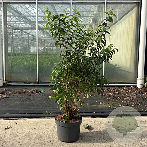 Deutzia scabra 'Plena' 80-100 cm 10L