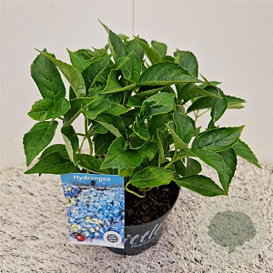 Hydrangea m. 'Little Blue' 20-25 cm 2,0L