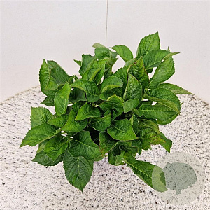 Hydrangea m. 'Little Pink' 20-25 cm 2,0L