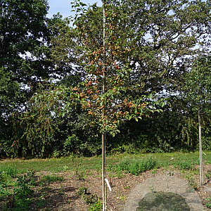 Malus 'Red Sentinel' 8-10 HO draadkluit