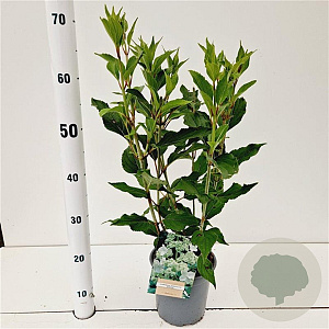 Hydrangea pan. 'Kyushu' 30-40 cm 2,5L