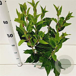 Hydrangea pan. 'Kyushu' 30-40 cm 2,5L