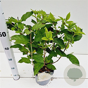 Hydrangea pan. 'Limelight' 30-40 cm 2,5L