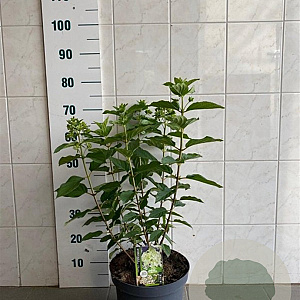 Hydrangea pan. 'Phantom' 50-60 cm 7,5L
