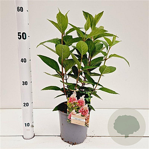 Hydrangea pan. Pinky Winky 30-40 cm 2,5L