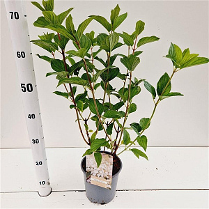 Hydrangea pan. 'Silver Dollar' 30-40 cm 2,5L