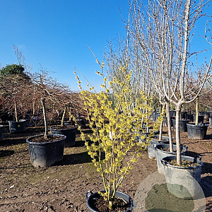 Hamamelis int. 'Westerstede' 175-200 cm container meerstammig