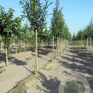 Prunus l. 'Caucasica' 12-14 HO draadkluit