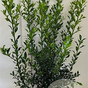 Ilex aq. 'Alaska' 80-100 cm met kluit