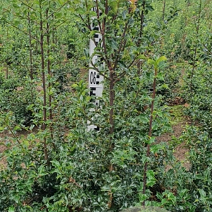 Ilex aquipernyi Dragon Lady 80-100 cm met kluit