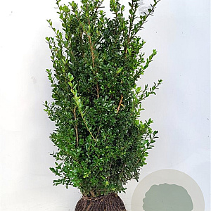 Ilex crenata 'Caroline Upright' 60-80 cm met kluit