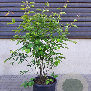 Amelanchier lamarckii 125-150 cm 25L meerstammig