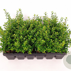 Ilex crenata 'Stokes' 15-20 cm P9
