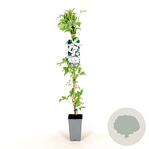 Clematis montana grandiflora 80-100 cm 2,5L