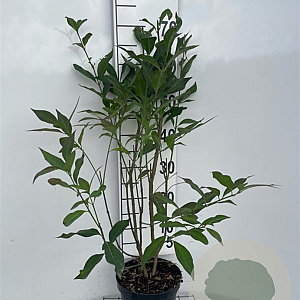 Euonymus europaeus 'Red Cascade' 60-80 cm 3,0L