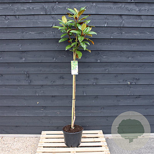 Magnolia grandiflora 80 cm stam 12L