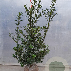 Ilex meserv. Blue Maid 100-125 cm met kluit
