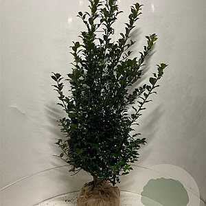 Ilex meserv. Blue Maid 100-125 cm met kluit