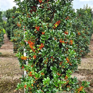 Ilex meserv. Heckenfee 150-175 cm container meerstammig