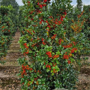 Ilex meserv. Heckenfee 150-175 cm container meerstammig