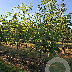 Juglans regia 200-250 cm draadkluit struik
