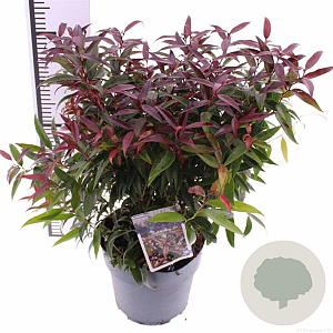 Leucothoe keiskei Burning Love 30-40 cm 5,0L
