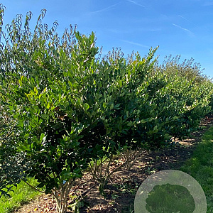 Ligustrum j. 'Texanum' 175-200 cm draadkluit struik